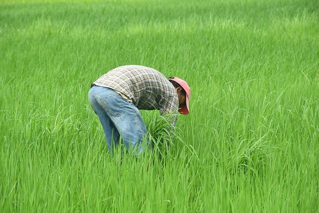 Under the Modi government, the Indian agricultural sector experienced a structural technological innovation